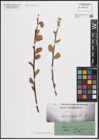 Foto von Salix cinerea L.